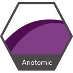 Anatomic 3